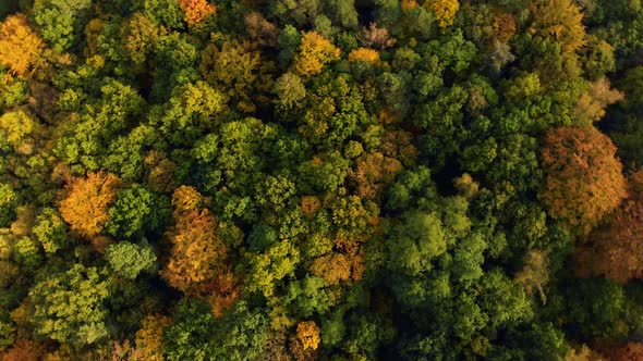 Autumn jungle forrest fly over by drone 