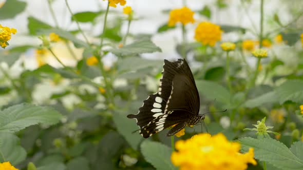 Macro of black butterfly with white dots beating wings during pollination of yellow flower - Beautif