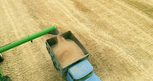 Combine harvester transferring freshly harvested wheat to truck for transport. Aerial view.