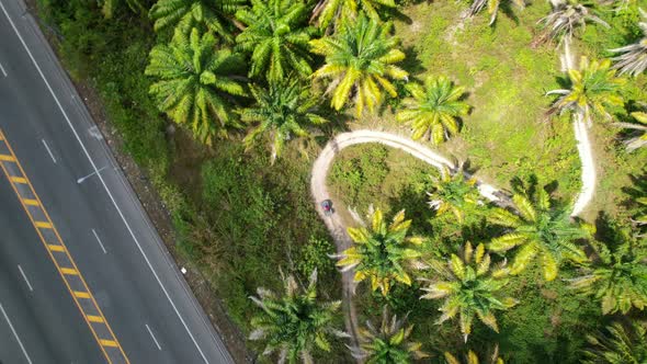 Aerial top down view of a coconut palm tree field next to a highway road on a sunny tropical day in