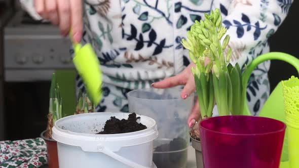 The Woman Pours Soil Into The Pot. Transplantation Of Primroses After Purchase.