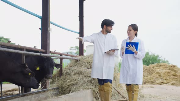 Attractive young man and woman veterinary working examine cows animal at livestock farm industry.