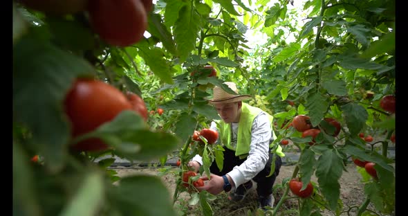 A young farmer works in greenhouse. Working in tomato greenhouse.