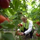 A young farmer works in greenhouse. Working in tomato greenhouse. - VideoHive Item for Sale