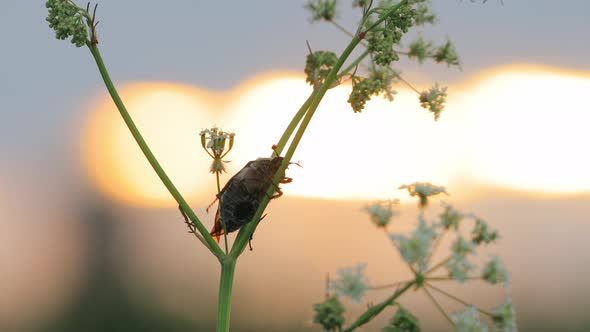 Melolonthinae Beetle Melolonthini On Anthriscus Sylvestris at Summer Sunset