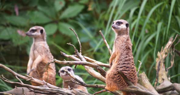 4K - African meerkats look around surroundings