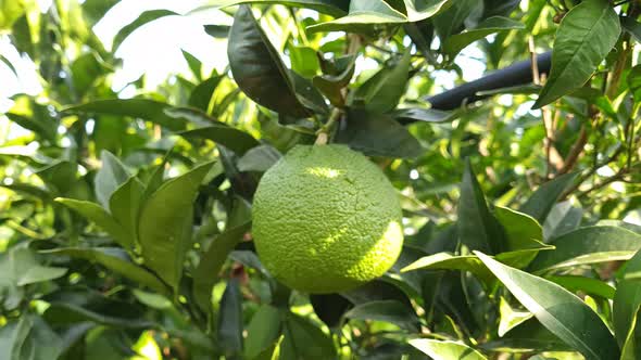 Unripe green oranges on branches close up