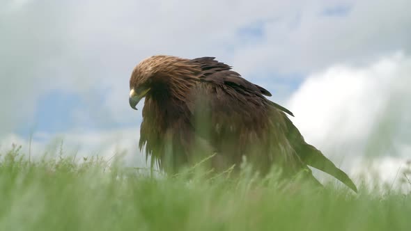A Free Wild Golden Eagle Bird in Grass
