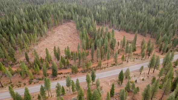 Aerial shot of a logged forest