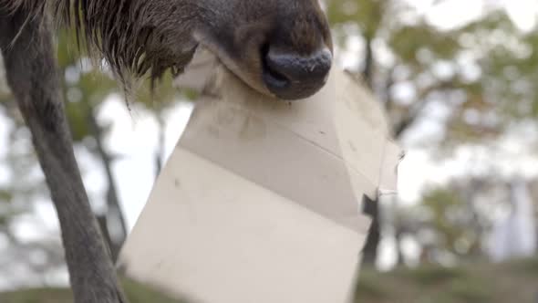 Male Japanese Sika deer or buck chewing on cardboard packaging in Nara park, close up tilting up