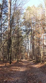 Vertical Video of Forest Landscape in Autumn Slow Motion