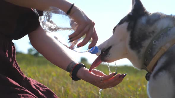 Female Owner Pouring Water in Palm While Her Siberian Husky Drinking Aqua From the Bottle at Field