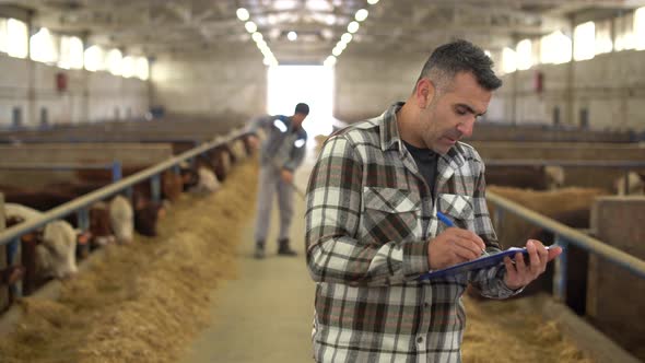 Modern meat fattening farm and modern farmer.