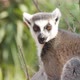 One Active Lemur Sitting, Smelling and Turning Its Head on a Branch in Summer - VideoHive Item for Sale