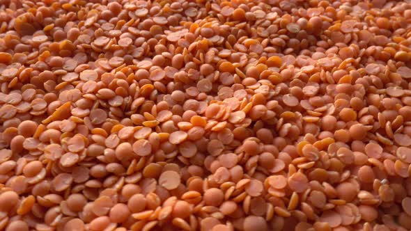 Orange Lentils