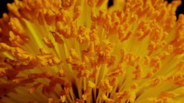 Macro shot of a Matilija Poppy over a black background