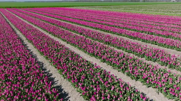 Rows of Pink tulips in full bloom and wind turbine in The Netherlands.