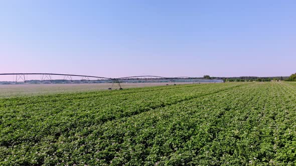 Aerial View. Potato Field Irrigated By Pivot Sprinkler System. Modern Watering, Irrigation System