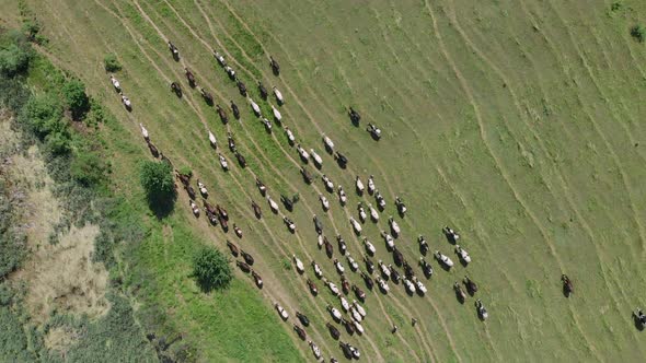 Shepherd lead herd of cows in green rural fields, top view, Farming concept