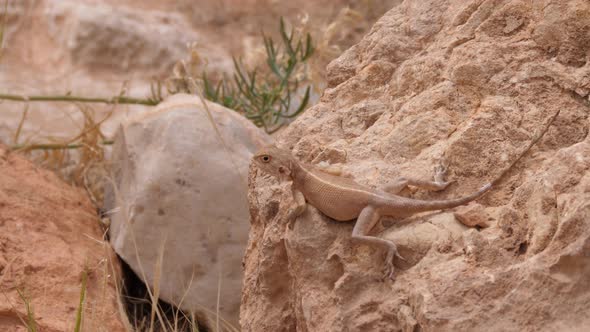 Desert Agama hunting on a rock 