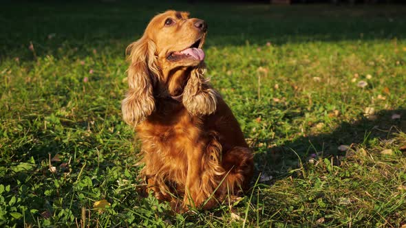 Spaniel with Long Tongue and Brown Fur Sits on Green Meadow