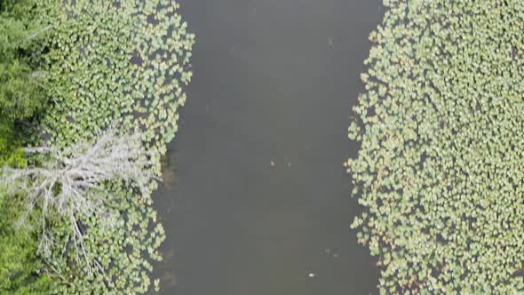 River Slough Above Drone Aerial Looking Down On Lily Pads Lining The Waters Edge