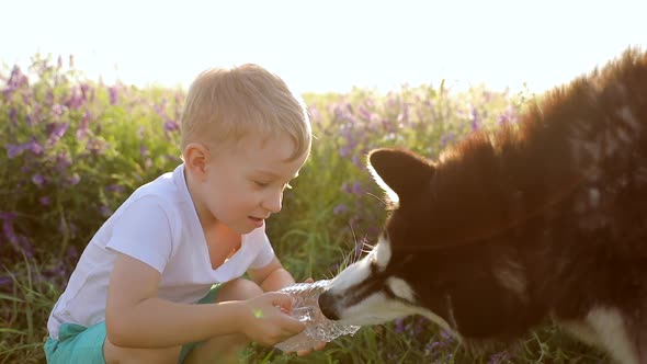 A Little Boy with Siberian Husky Playing on a Wheat Field. Dog Drinking Water From the Hands of the