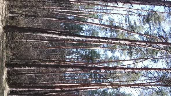 Vertical Video of Beautiful Forest Landscape