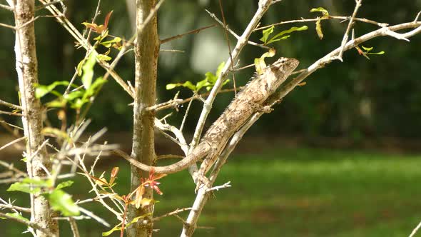 Indian chameleon on a branch 