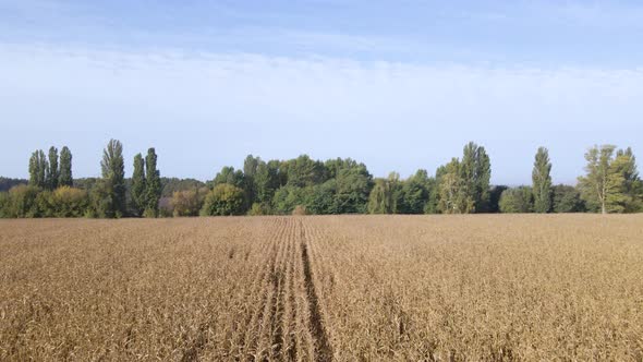 Aerial view, drone view of dry ripe field corn, success in farming