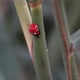 ladybug climb the leaves outlines - VideoHive Item for Sale