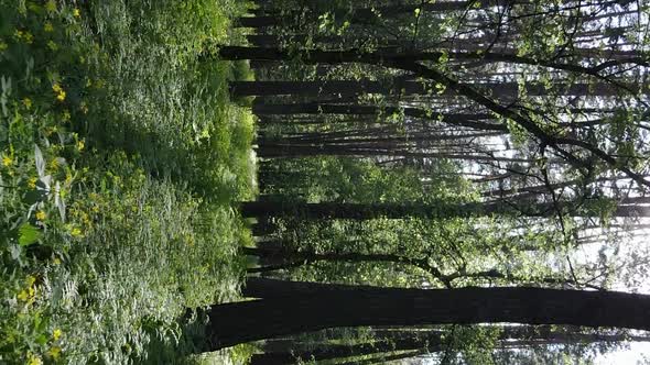 Vertical Video of a Forest with Pine Trees