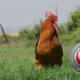 Rooster - VideoHive Item for Sale