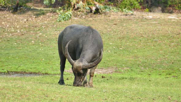 wildebeest eating grass in nature