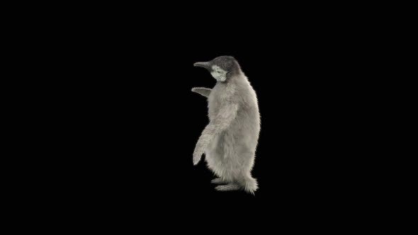 79 Penguin Dancing HD