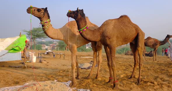Camels at Pushkar Mela Camel Fair Festival in Field Eating Chewing at Sunrise. Pushkar, Rajasthan