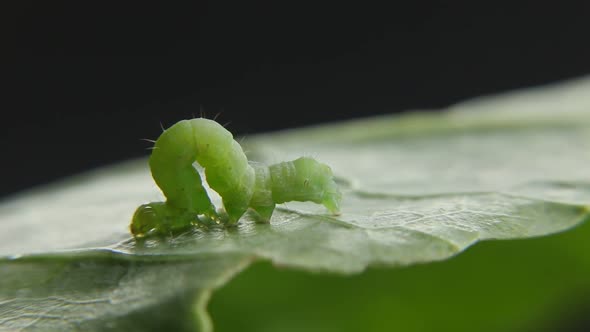 A Green Caterpillar in Wilderness