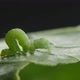 A Green Caterpillar in Wilderness - VideoHive Item for Sale