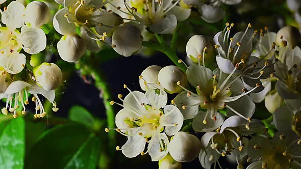 The flowers of the ash tree on a black background.