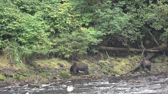 Bears hunt salmon in a mountain river in Alaska.