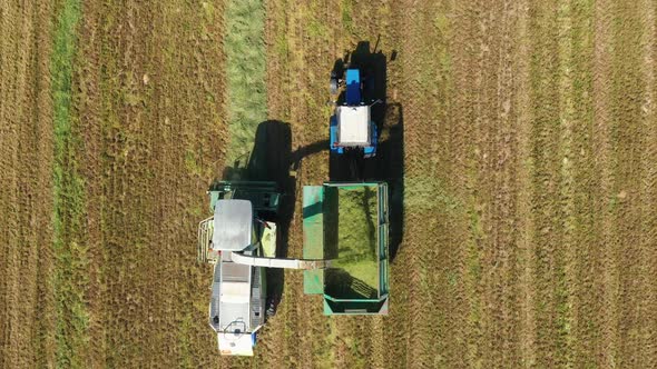 Combine Harvesters Harvesting Mown Grass In Field And Pour Into Tractor Trailer