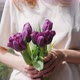 Bouquet of Flowers Purple Tulips in Woman Hands - VideoHive Item for Sale