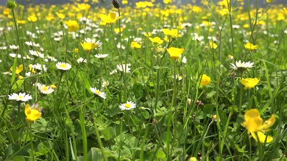 Meadow Floor Covered With Yellow and White Flowers in Lowland