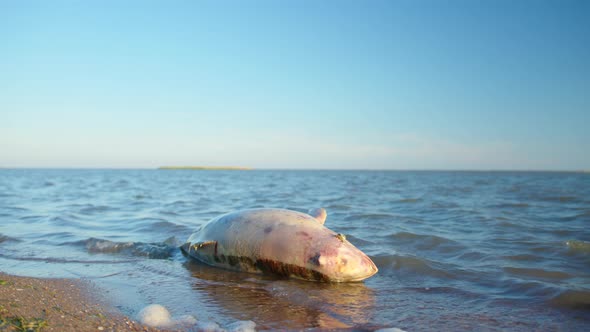 A Dolphin Died Due to Pollution of the Sea