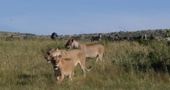 951906 African Lion, panthera leo, Female hunting, Herd of Burchell Zebras, Tsavo Park