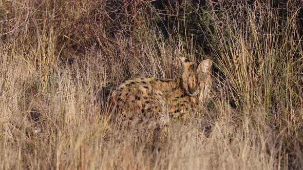 Medium size Serval cat enjoys camouflage nap in tall savanna grass