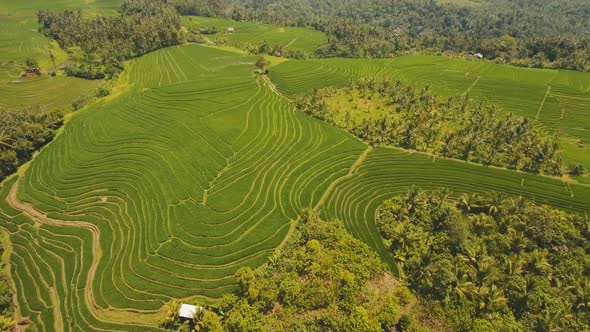 Terrace Rice Fields BaliIndonesia