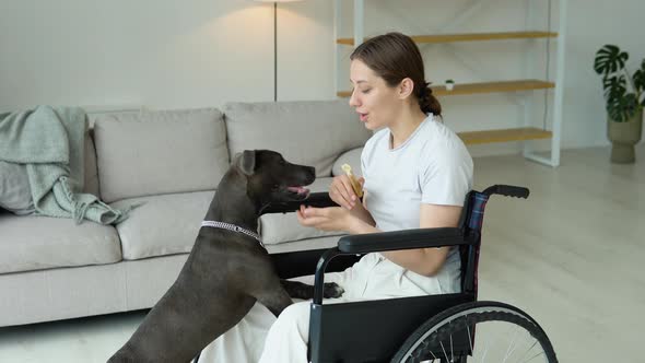 Young Girl in Wheelchair Playing with Dog at Home