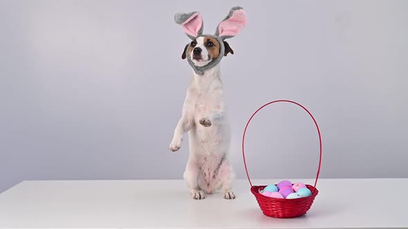 Jack Russell Terrier Dog in Bunny Ears with a Basket of Painted Easter Eggs on a White Background