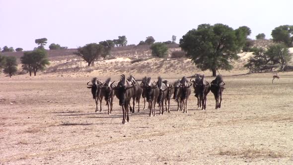 A herd of African Wildebeest walk along a dry and dusty track in the kalahari/kgalagadi towards a wa